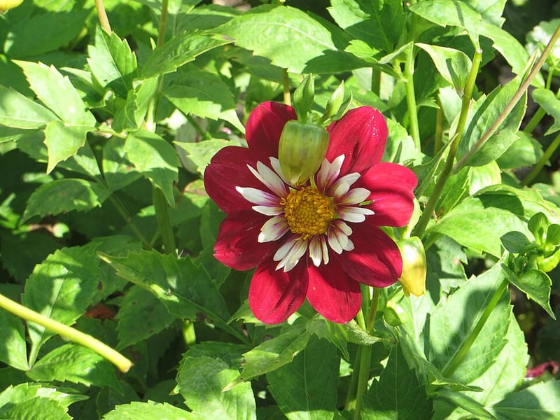 Night Butterfly dahlia flower, Dark Blend Collarette