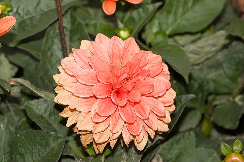 Orange Nugget dahlia flower, Orange Informal Decorative