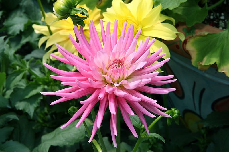 Park Princess dahlia flower, Dark Pink Straight Cactus
