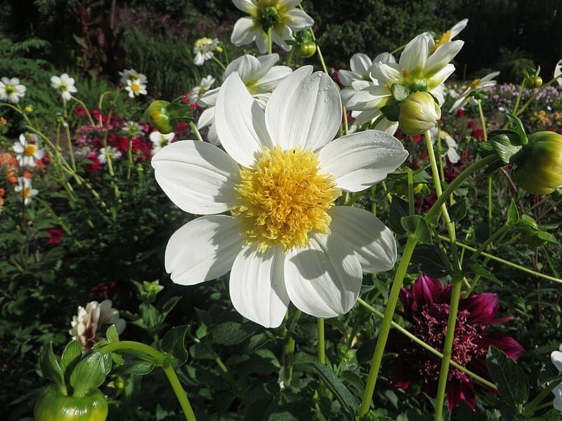 Platinum Blonde dahlia flower, White Semi-Cactus
