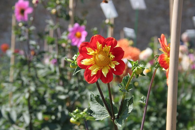 Pooh dahlia flower, Bicolor Formal Decorative