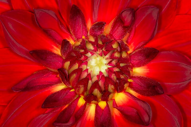 Procyon dahlia flower, Flame Blend Informal Decorative