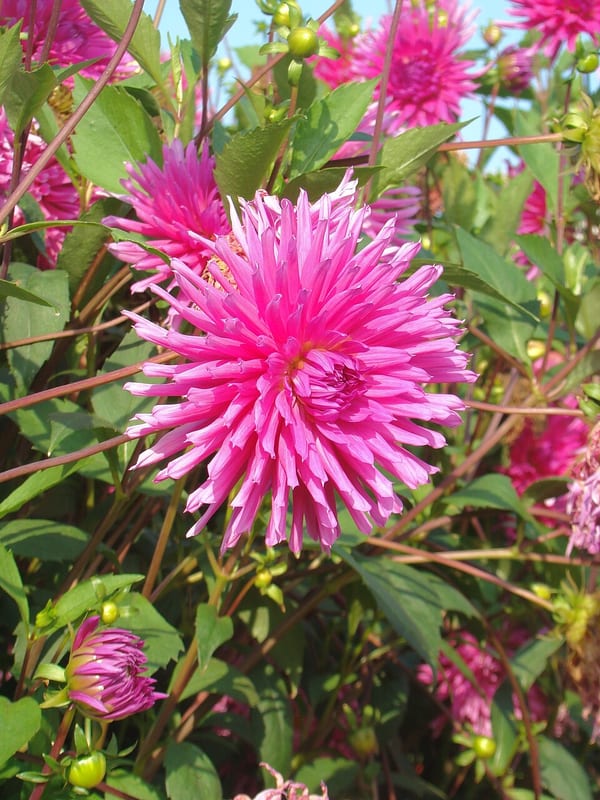 Purple Gem dahlia flower, Purple Incurved Cactus