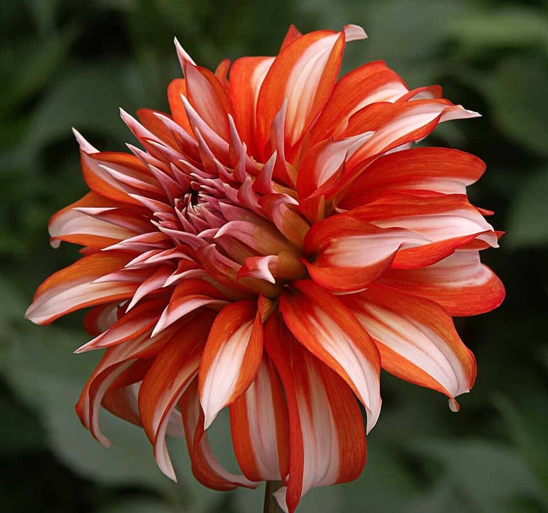 Santa Claus dahlia flower, Bicolor Informal Decorative