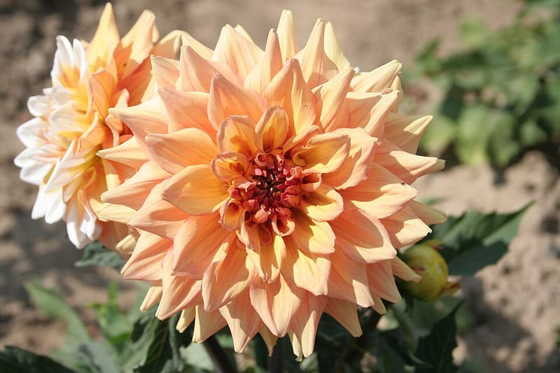 Seattle dahlia flower, Bicolor Formal Decorative