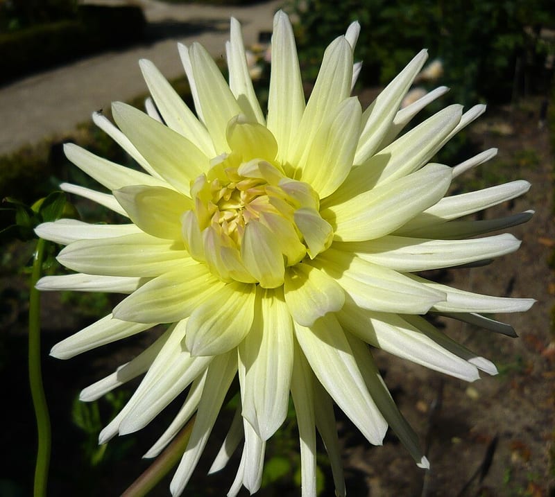 Shooting Star dahlia flower, Yellow Stellar