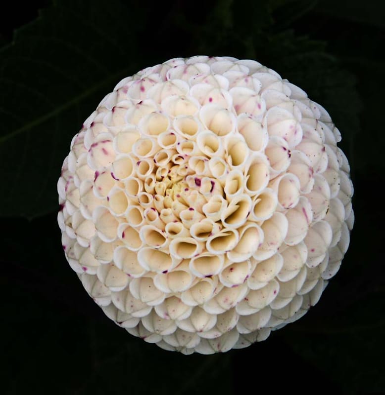 Small World dahlia flower, White Pompon