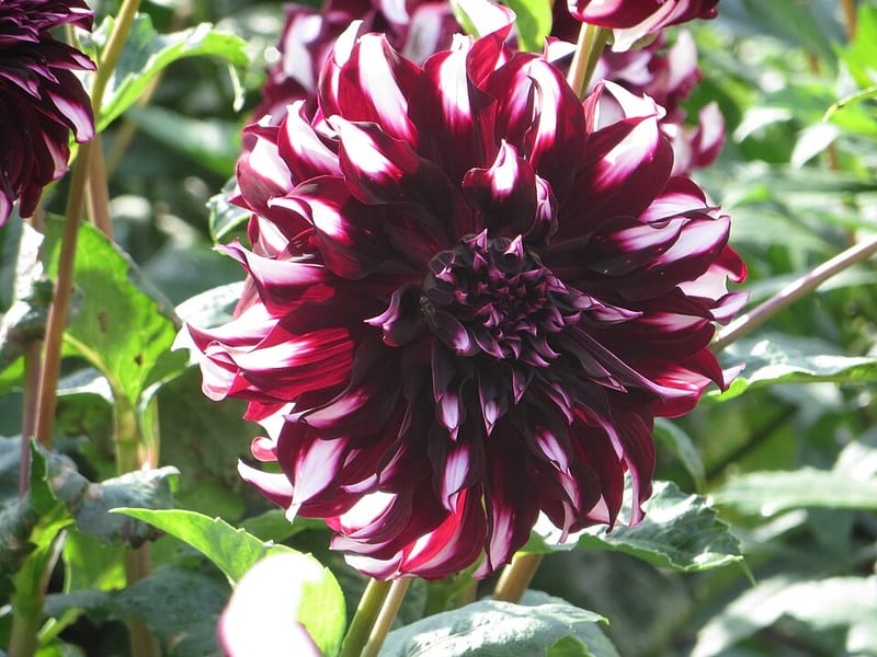 Tartan dahlia flower, Bicolor Informal Decorative