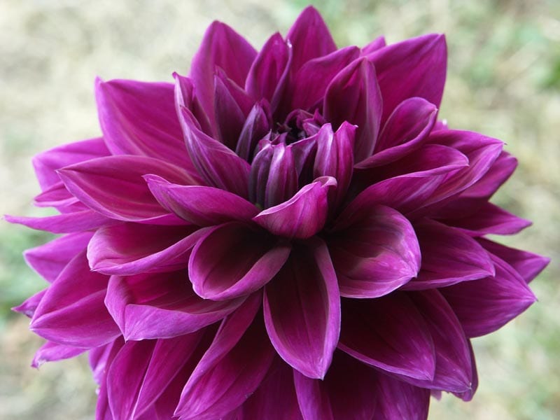 Thomas Edison dahlia flower, Purple Informal Decorative