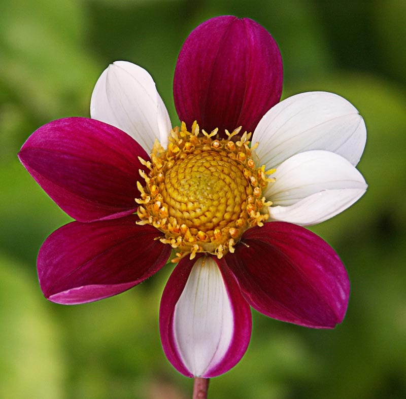 Twyning's Smartie dahlia flower, Bicolor Single