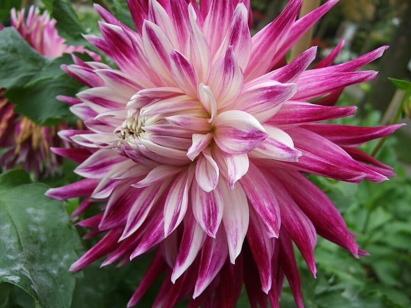 Vancouver dahlia flower, Purple Novelty Double