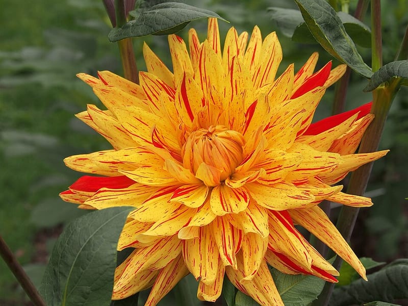 Vulcan dahlia flower, Flame Blend Semi-Cactus