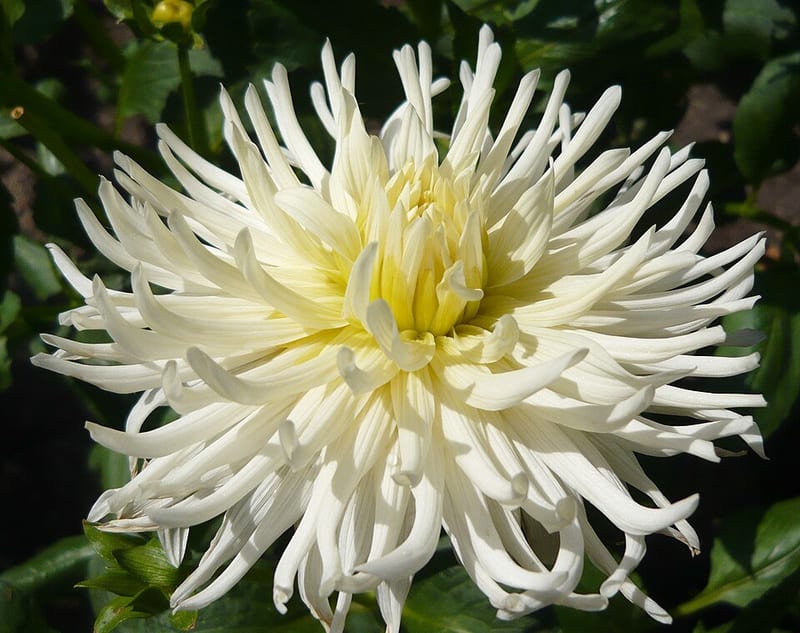 White Star dahlia flower, White Semi-Cactus