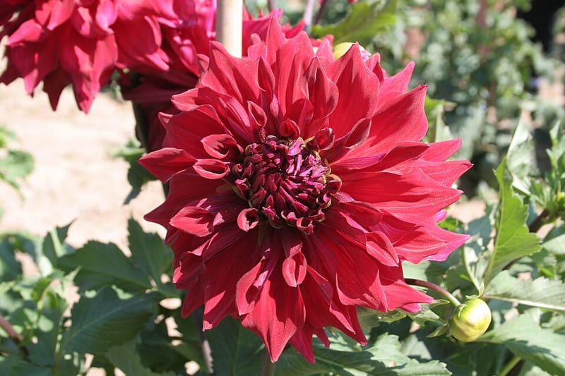 Zorro dahlia flower, Dark Red Informal Decorative