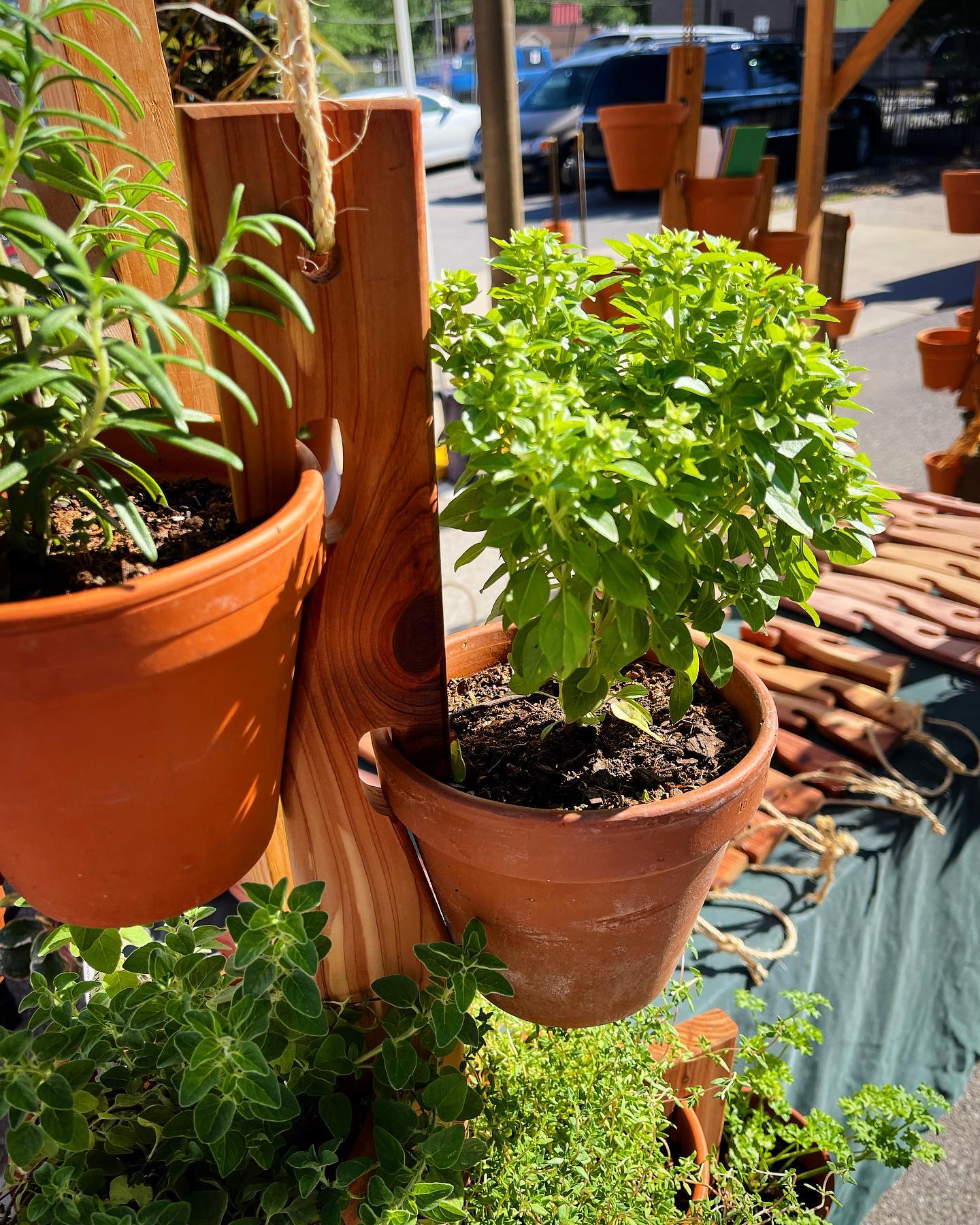 Oiled cedar Pot Slot hanger holding terra cotta pots of herbs in the sun